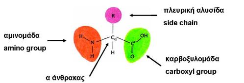 Οι δομικές μονάδες των πρωτεϊνών είναι 20 διαφορετικά αμινοξέα.[εικόνα 4] Τα αμινοξέα αποτελούνται από μία αμινομάδα (-ΝΗ2) και μία καρβοξυλομάδα (-COOH) συνδεδεμένες σε ένα άτομο άνθρακα C.