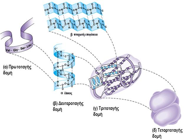 [Εικόνα 5] Τα 4 επίπεδα δομής των πρωτεϊνών. 1.3 Η δράση των ενζύμων και η σημαντικότητά τους στην κυτταρική λειτουργία.