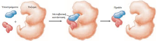 [Εικόνα 7] Σύμπλοκο ενζύμου υποστρώματος. Σχεδόν όλες οι χημικές αντιδράσεις στα κύτταρα απαιτούν τη ρυθμιστική δράση των ενζύμων [Εικόνα 7].