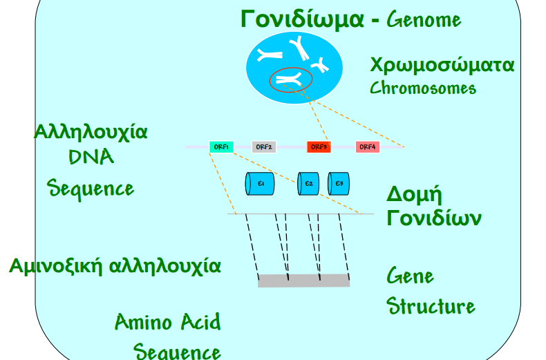 [Εικόνα 8] Γονίδιο/α: α)περιοχή DNA που κωδικοποιεί λειτουργικά προϊόντα (Proteins, rrna, trna, other RNA molecules) β) Μεταγραφή (Transcription) [2.
