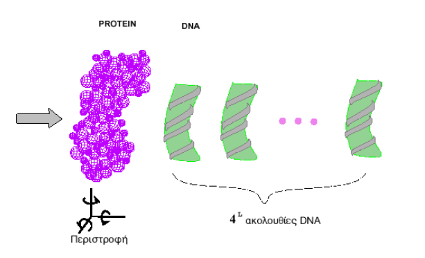 [Εικόνα 24] Σχηματική αναπαράσταση της ακολουθούμενης μεθοδολογίας για την πρόβλεψη της πρόσδεσης των μορίων DNA και πρωτεΐνης.