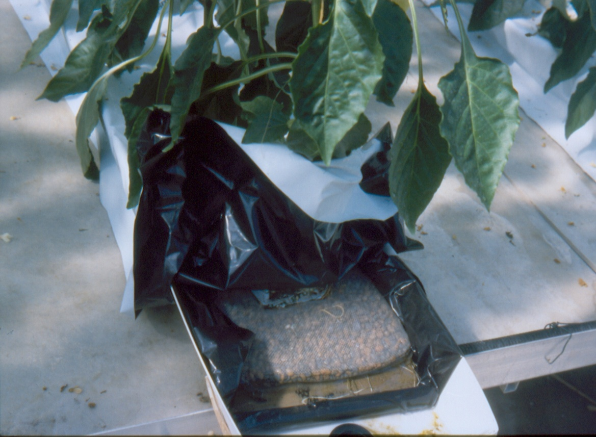 Καλλιέργεια πιπεριάς σε σάκους με κοκκώδες υπόστρωμα