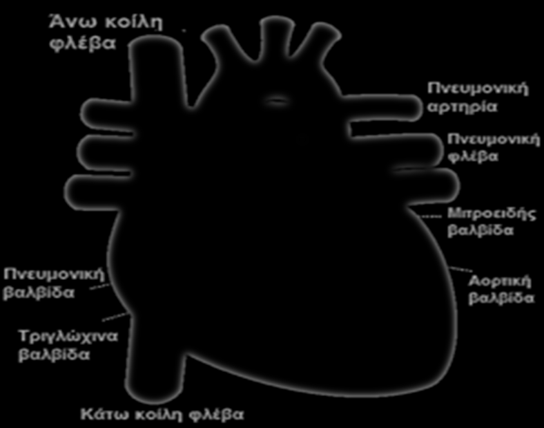 ΚΕΦΑΛΑΙΟ 3-Σχεδίαση φίλτρων για ανίχνευση κυμάτων T σε ECG Σχήμα 3. Τα κύρια μέρη της καρδιάς (Εικόνα από: http://el.wikipedia.