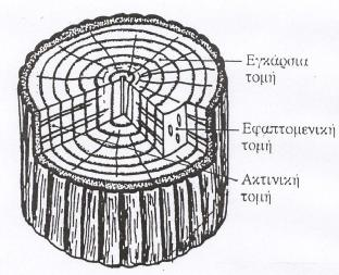 2.1.1 ΑΝΑΤΟΜΙΚΑ ΧΑΡΑΚΤΗΡΙΣΤΙΚΑ ΚΑΙ ΧΗΜΙΚΗ ΣΥΣΤΑΣΗ ΤΟΥ ΞΥΛΟΥ 2.1.1.1 ΧΑΡΑΚΤΗΡΙΣΤΙΚΑ Τα χαρακτηριστικά της δομής του ξύλου χωρίζονται σε μακροσκοπικά, μικροσκοπικά και φυσικά.