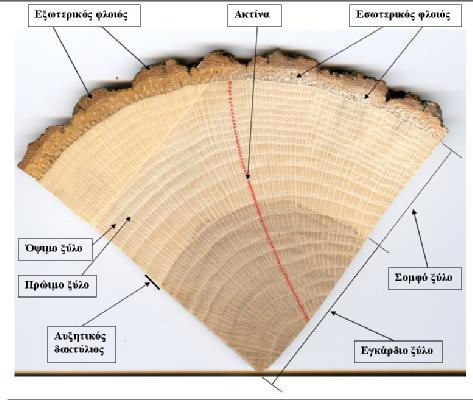 διαφέρουν στα διάφορα είδη ξύλου. Ο φλοιός είναι το στρώμα το οποίο περιβάλλει το ξύλο και διακρίνεται σε εσωτερικό και εξωτερικό.
