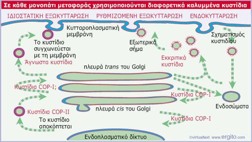 Διαφορετικά*είδη*κυστιδίων*