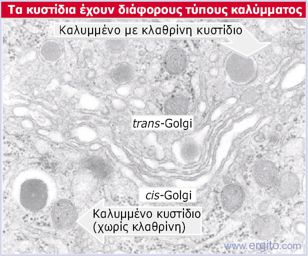 Κυστίδια*κλαθρίνης* Τα!καλυμμένα!κυστίδια!απελευθερώνονται!από!την!