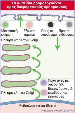 Διαλογή*μεμβρανικών*πρωτεϊνών* στο*trans*golgi* Ο!μηχανισμός!διαλογής! διακρίνει!στο!εδ!τις!πρωτεΐνες! που!διαθέτουν!ομάδα!gpi!από! τις!υπόλοιπες!