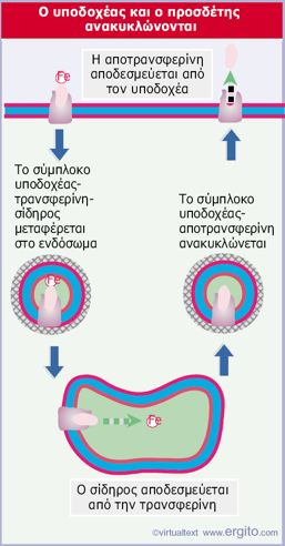 Εξειδικευμένη*ενδοκυττάρωση*μέσω* υποδοχέων* Το*παράδειγμα*της*πρόσληψης*σιδήρου* O!υποδοχέας!της!τρανσφερίνης! συνδεδεμένος!με!την!τρανσφερίνη! που!φέρει!σίδηρο!μεταφέρεται!στο! ενδόσωμα,!όπου!ο!σίδηρος!