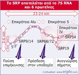 Το*σωματίδιο*αναγνώρισης*σήματος*είναι* νουκλεοπρωτεϊνικό*σύμπλοκο* Οι!δύο!επικράτειες!του!7S!RNA! του!σωματίου!srp!ορίζονται! βάσει!της!συγγένειάς!τους!με! την!
