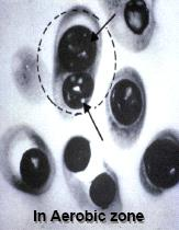 Βιολογική απομάκρυνση Φωσφόρου Αερόβιες συνθήκες Γρήγορος μεταβολισμός της αποθηκευμένης τροφής (PHB) παράγοντας νέα κύτταρα Η