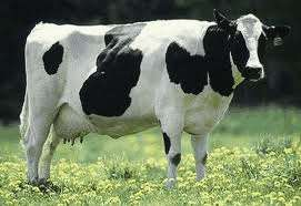 Ευρωπαϊκή Friesian και Αμερικανική Ηolstein Friesian 1/3 Η λιποπεριεκτικότητα του γάλακτος των αγελάδων Friesian είναι ελαφρώς μεγαλύτερη.