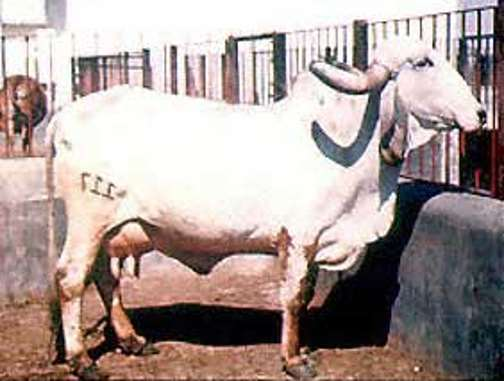 Φυλή Gir 2/2 Ύ.Α. ταύρων: 135 cm και αγελάδων: 130 cm. Μέση γαλακτοπαραγωγή 1600 kg, με περιεκτικότητα σε λίπος που υπερβαίνει το 4,5 %.