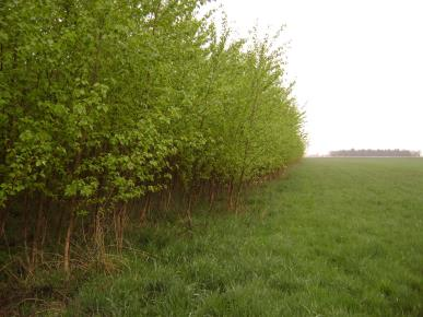 Λεύκη (Populus sp.) Καλλιέργεια εδάφους σε μεγάλο βάθος (>25cm) Καταπολέμηση ζιζανίων (σημαντικό) Καλλιεργητής 40 cm (συμπιεσμένο έδαφος) Φύτευση νωρίς την άνοιξη Πυκνότητα 1000-1200 μοσχεύματα/στρ.