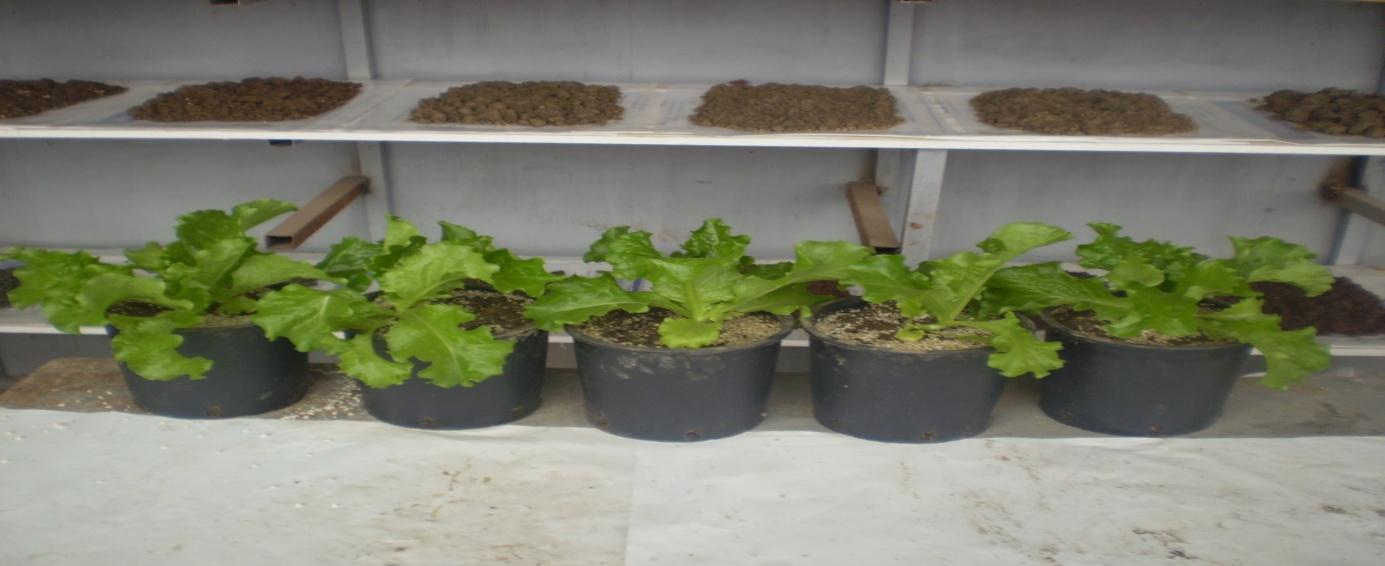 Φωτογραφία 11. Τα φυτά της μεταχείρισης Γ (Rhizoactive 0,5ml / φυτό) την ημέρα τερματισμού του πειράματος(23/01/2011).