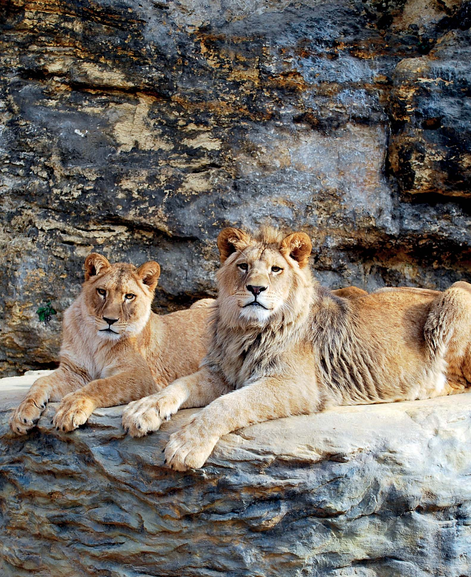FOTO VYDANIA V Zoologickej záhrade v Bojniciach oslavovali na konci januára narodeniny vzácnych levov berberských. Na obrázku Ramzes a Zara, ktorí už majú jeden rok, ich otec Aslan mal päť rokov.