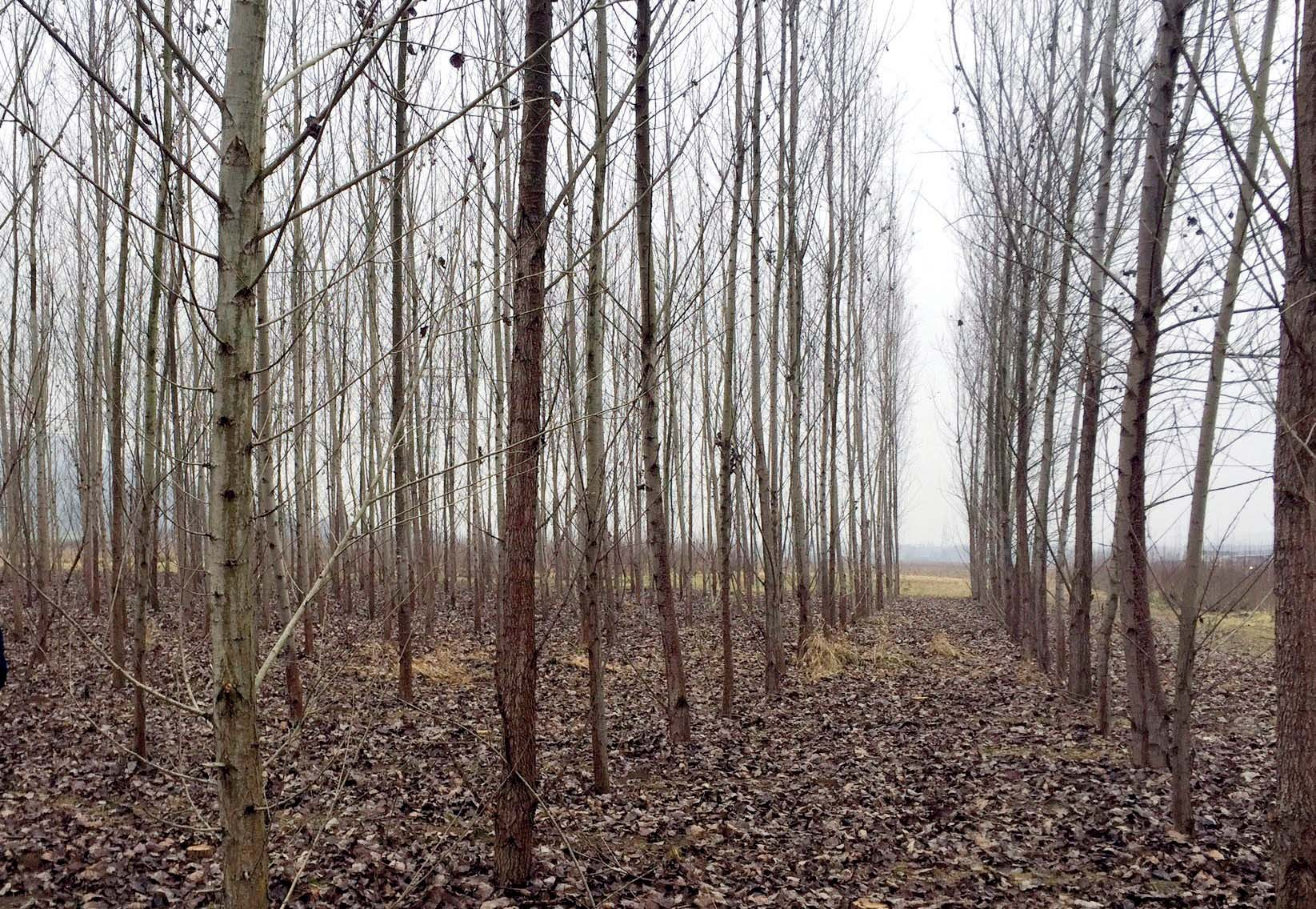 ENVIROPROJEKT Vplyv rýchlorastúcich drevín na ekosystém Viacročné rýchlorastúce dreviny (RRD), ako napr. vŕba, topoľ, agát a pod.