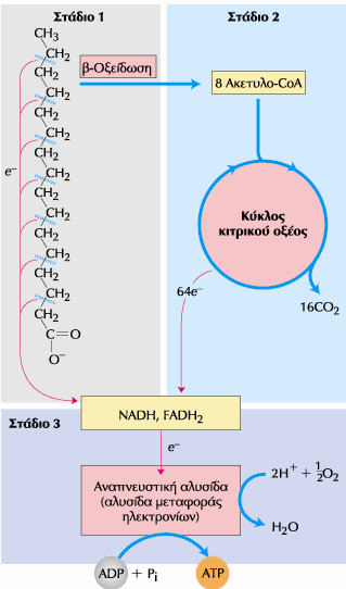 Πλήρης οξείδωση των λιπαρών οξέων σε CΟ 2 και Η 2 Ο Σε κάθε κύκλο αντιδράσεων της β-οξείδωσης των λιπαρών οξέων παράγονται 1 FADH 2, 1 ΝADH και 1 ακετυλο-coa.