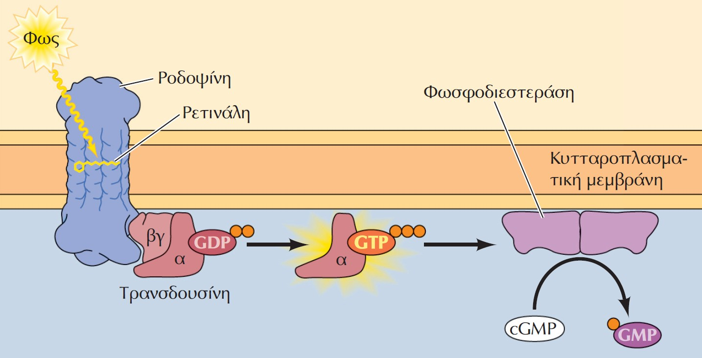 Ο ρόλος του cgmp στους φωτοϋποδοχείς. Η απορρόφηση φωτός από τη ρετινάλη ενεργοποιεί τον συνδεδεμένο με πρωτεΐνη G υποδοχέα που ονομάζεται ροδοψίνη.