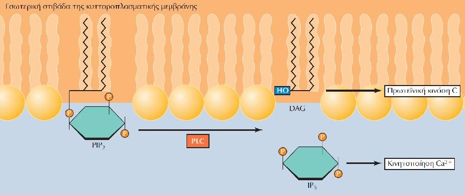 Υδρόλυση της PIP2 Η φωσφολιπάση C (PLC) καταλύει την υδρόλυση της 4,5-διφωσφορικής φωσφατιδυλοϊνοσιτόλης (PIP2).