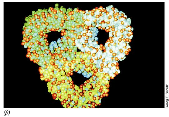 ΤΟ ΚΥΤΤΑΡΙΚΟ ΤΟΙΧΩΜΑ ΑΡΝΗΤΙΚων ΚΑΤΑ GRAM βακτηρίων Εικόνα 4.36: Το αρνητικό κατά Gram κυτταρικό τοίχωμα.