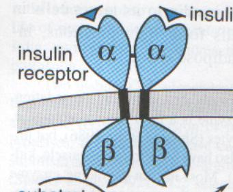 Internalizacija receptora Tirozin protein kinaza Aktivacija