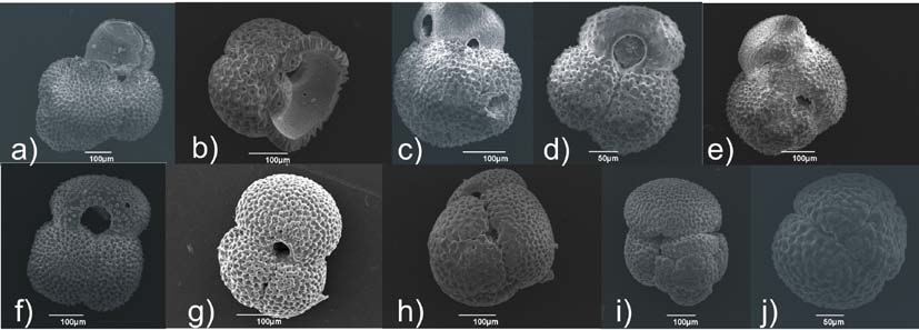 Fig. 4: SEM images of Aegean G. ruber tests (modified after Kontakiotis et al.