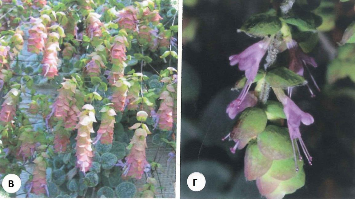 99 Εικ. 30. Origanum dictamnus. Α. Άπνςε ηνπ θπηνύ ζην βηόηνπν πνπ κειεηήζακε. Β. Φπηό ζε πιήξε αλζνθνξία. Οη ηαμηαλζίεο (ζηάρεηο) είλαη γεξκέλεο πξνο ηα θάησ. Γ.