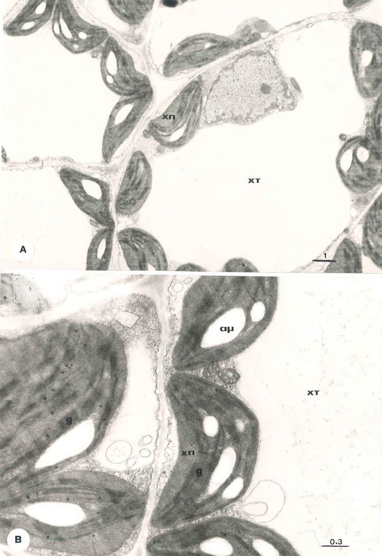 111 Εικ. 37. Origanum dictamnus. Φύιιν θαινθαηξηνύ. Α. Άπνςε κεζνθπιιηθώλ θπηηάξσλ κε ρισξνπιάζηεο (ρπ). Β. Χισξνπιάζηεο ζε κεγαιύηεξε κεγέζπλζε.