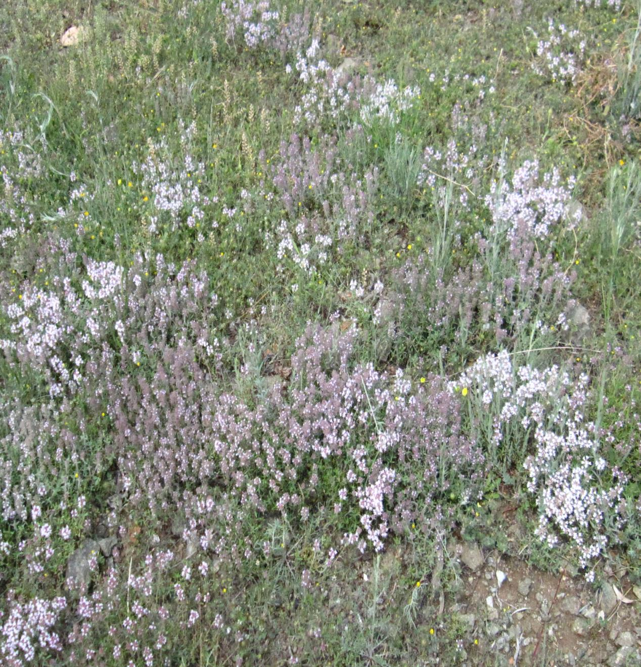 50 Εικ. 4. Thymus sibthorpii.