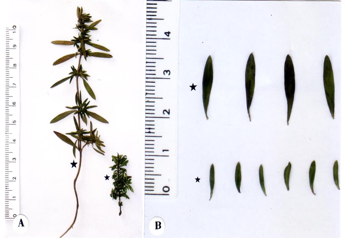 53 Εικ. 6. Thymus sibthorpii. Αληηπαξαβνιή εηήζησλ βιαζηώλ (A) θαη κεκνλσκέλσλ θύιισλ (B) από θπηά ρεηκώλα θαη θαινθαηξηνύ. Μηθξνί αζηεξίζθνη =βιαζηόο θαη θύιια ρεηκώλα.