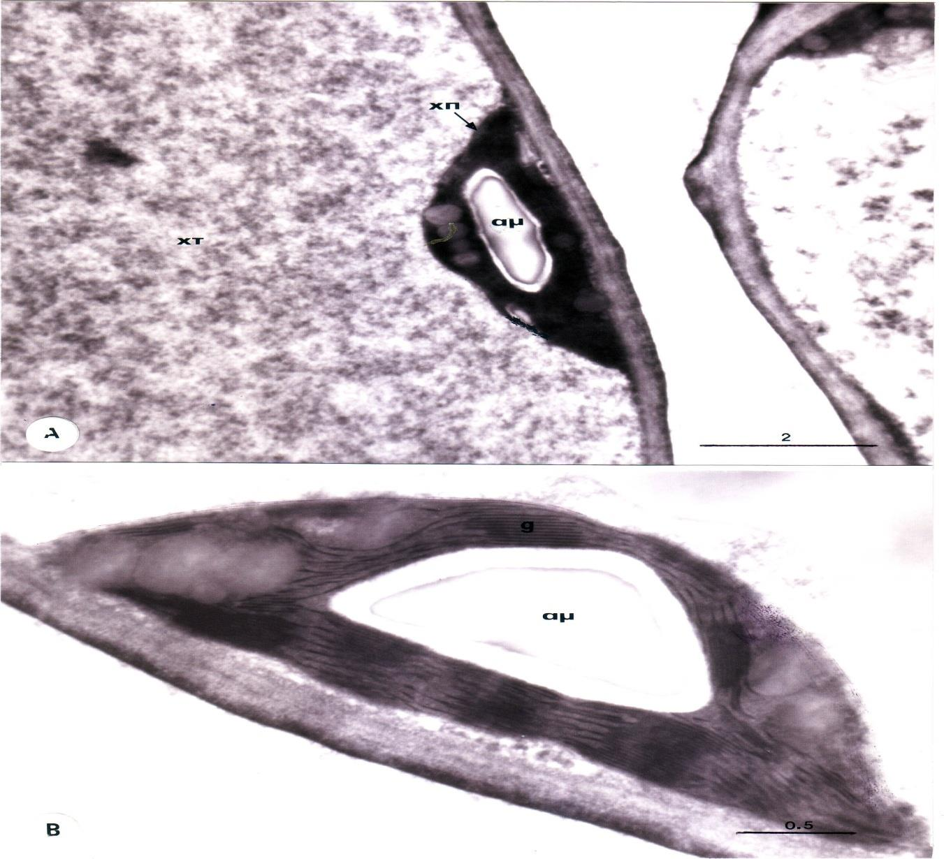 62 Εικ. 11. Thymus sibthorpii. Φύιιν ρεηκώλα. Α. Μεζνθπιιηθό θύηηαξν κε ρισξνπιάζηε (ρπ) πνπ θέξεη έλα κεγάιν ακπιόθνθθν (ακ).