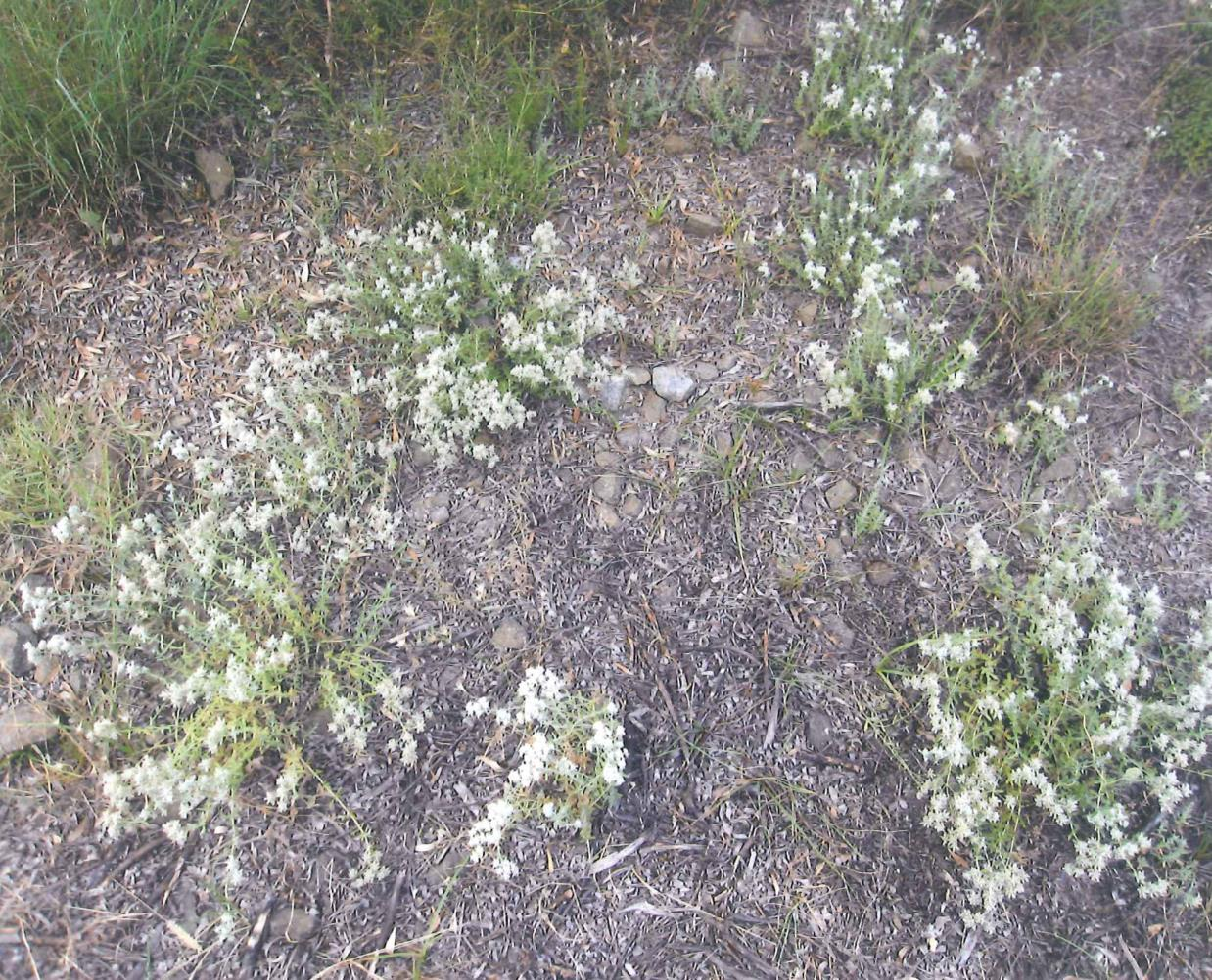 73 Εικ.16. Teucrium polium. Άπνςε ηνπ βηνηόπνπ πνπ κειεηήζακε, κε θπηά ζην ζηάδην ηεο αλζνθνξίαο.