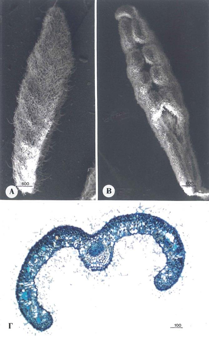 82 Fig. 21. Teucrium polium. A-C. Peltate glandular hairs. A. SEM view of the head. B. Paradermal section of the head composed of 4 cells. C. Longitudinal section of the hair. D-I.