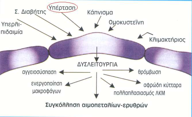 Η Δοζιεηημονγία Γκδμζειίμο πνμθαιεί παρπζαξθία 1) Αολεμέκε παναγςγή αγγεημζοζπαζηηθώκ μοζηώκ από ηα εκδμζειηαθά θύηηανα Γκδμζειίκεξ αγγεημηαζίκεξ ΙΙ 2) Μεηςμέκε παναγςγή αγγεημδηαζηαιηηθώκ μοζηώκ ΝΟ