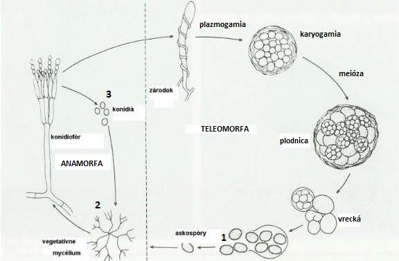 zdieľaných medzi niektorými jedincami v porovnaní s typom určenia pohlavia Drosophila (XX/XY). Matka s dcérou síce majú zhodných 50 % genetickej informácie (t.j. rovnako ako u typu Drosophila), avšak vlastné sestry zdieľajú až 75 % genetickej informácie (u typu Drosophila len 50 %).