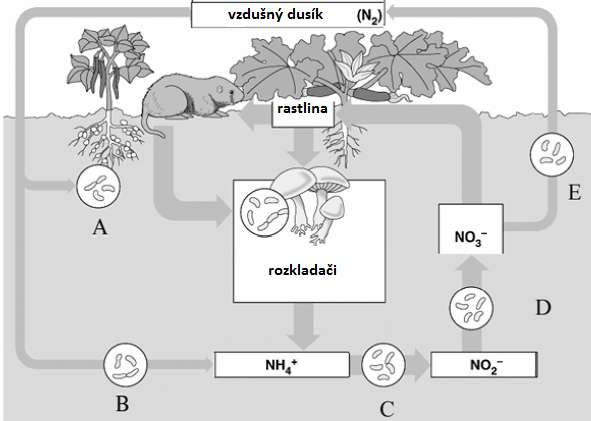 33. Nasledujúci obrázok znázorňuje cyklus dusíka. Ktoré z nasledujúcich tvrdení je/sú pravdivé? A.