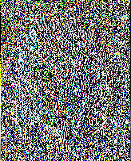 2.2.6 Καλλωπιστική Δαμασκηνιά, Προύνος Συνώνυμα: Prunus cerasifera "Pissardii", Prunus cerasifera "Atropurpúrea", Prunus cerasifera "Pissardii Nigra " Οικογένεια: Rosaceae Κατάταξη: Δικοτυλήδονο