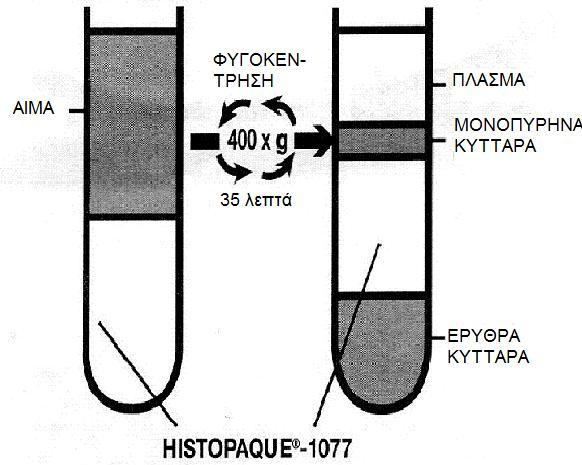 70 4.2 Απομϐνωςη Μονοπϑρηνων Κυττϊρων Περιφερικοϑ αύματοσ (PBMCs) Ϊπειτα απϐ τη λόψη περιφερικοϑ αύματοσ, πραγματοποιόθηκε απομϐνωςη των κυκλοφοροϑντων μονοπϑρηνων κυττϊρων (Peripheral Blood
