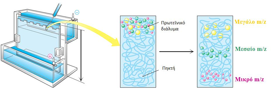 Η ηλεκτροφόρηση σε πηκτή δρα σαν μοριακός