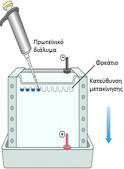 Οι πρωτεΐνες εμφανίζονται στην πηκτή με