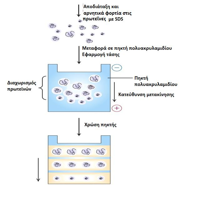 SDS-PAGE