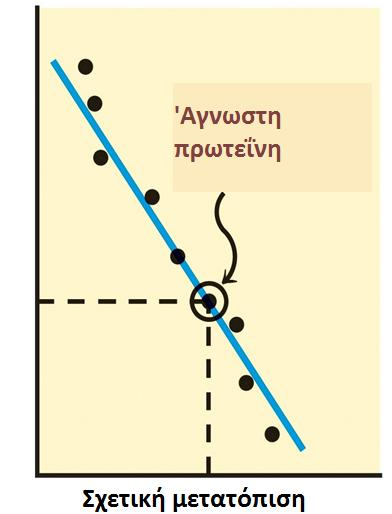 Η ηλεκτροφορητική κινητικότητα της πλειοψηφίας των πρωτεΐνών