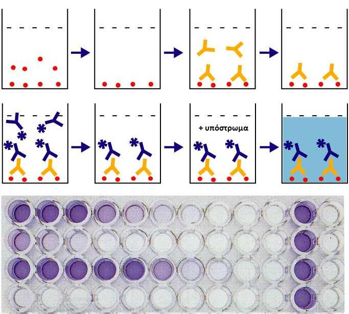 Η μέθοδος Enzyme-linked immunosorbent assay (ELISA) χρησιμοποιείται ευρέως για την ανίχνευση