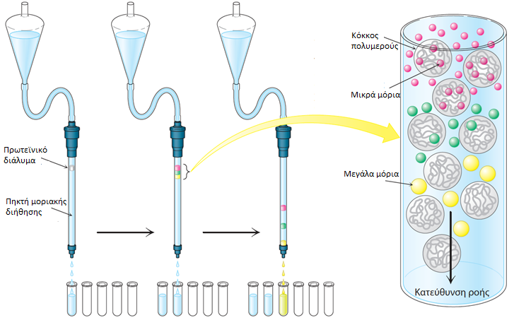 Διαχωρισμός βάσει διαφορετικού μεγέθους: Χρωματογραφία διήθησης σε πηκτή Τα μεγάλα μόρια περνούν γρηγορότερα μέσα