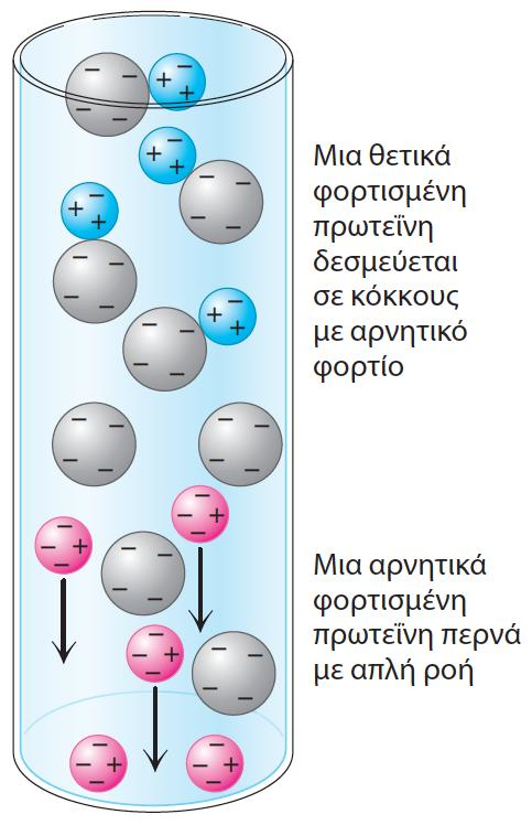Διαχωρισμός βάσει διαφορετικού φορτίου: Χρωματογραφία ιοντανταλλαγής Οι πρωτεΐνες δεσμεύονται σε κόκκους της στήλης