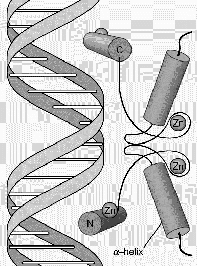 Konsenzus sekvenca veznih mesta na DNK receptora za glukokortikoide (poznatih kao responsivni elementi) = 6 bp koji se obrnuto ponavljaju, razdvojena s bilo koja 3 bp.