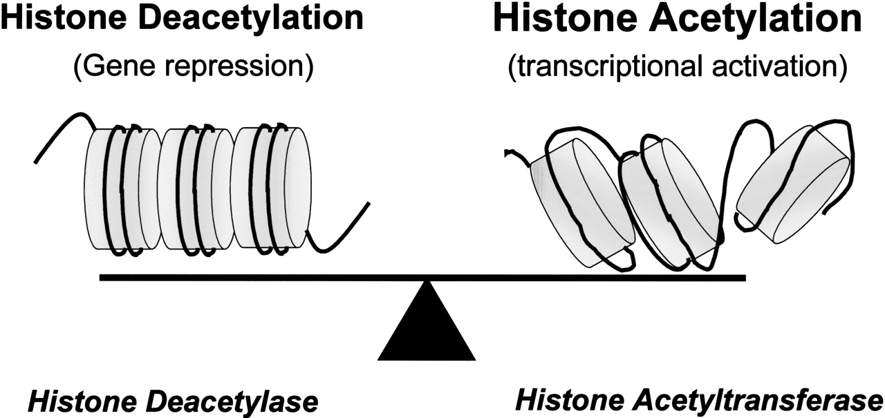 GLU Hormon VD DNK VD AD Aktivacija (ili represija) transkripcije Ko-aktivatori i ko-represori: acetilacija histonskog jezgra DNK reguliše e represiju i aktivaciju transkripcije gena Deacetilacija
