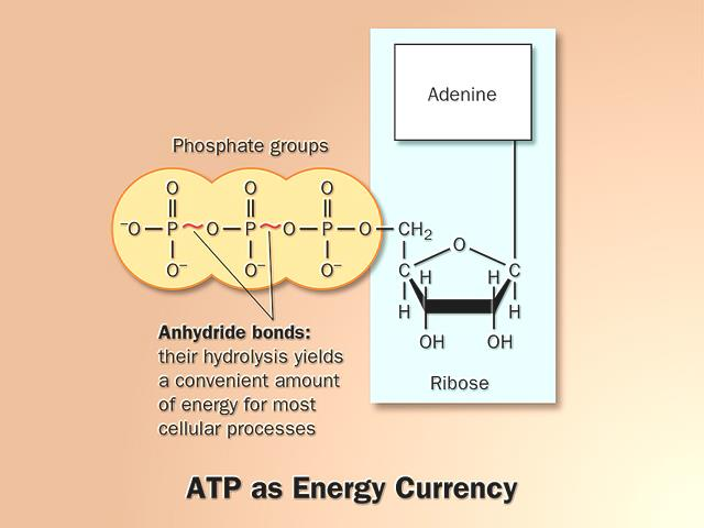 ATP + H 2 O ADP +