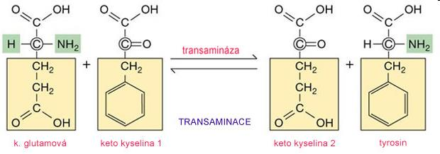 Transaminácia kys.
